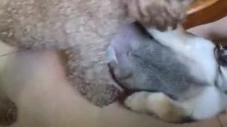 爸爸养的公狗还行吧