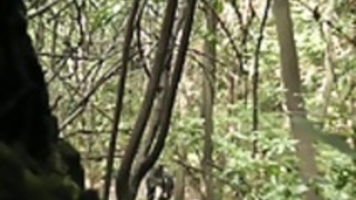 bosques bosques