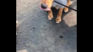 認証動画
