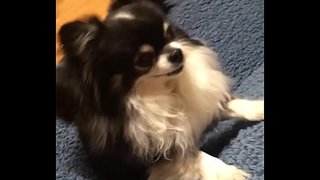 認証動画