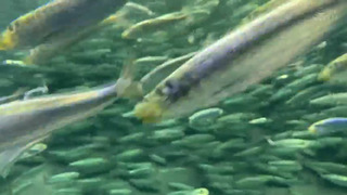 【しろうとハメ撮り】経験が少ない純粋無垢なお嬢様JDに中出し2発!★ふくりな/18歳/透明感のある正統派美人女子大生 【しろうとハメ撮り】経験が少ない純粋無垢なお嬢様JDに中出し2発!★ふくりな/18歳/透明感のある正統派美人女子大生